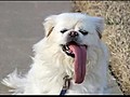 Dog With an Extremely Long Tongue