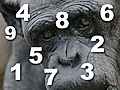 How Smart Are Chimps?