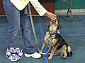 Happy Tails - Shelby’s Second Chance Dog Training