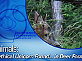 Animals: Mythical Unicorn Found... in Deer Form