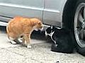 Talking Cat Turf War