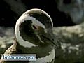 Seals & Penguins on the Coast of Argentina