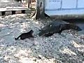 Gatto mette in fuga due alligatori