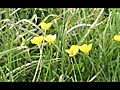 Buttercups In The Wind (2007)