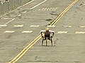 2011 L.A. Marathon: Schabort wins wheelchair race