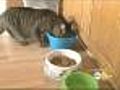 Pet Food Linked To Salmonella Poisoning In People