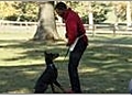 Dog Training - Teaching Your Dog to Come and Sit