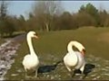 Bob And Jeffery - The Amateur Acting Swans