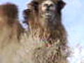 Planet Earth: Camels of the Gobi Desert