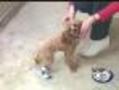 Benefit To Be Held For Puppy Mill Dogs