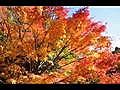 2010年11月16日 神戸森林植物園の紅葉