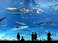 L’acquario di Kuroshio Sea