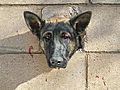 Dog Day: Pooch Gets Head Stuck in Wall