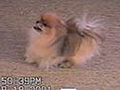 The Pomeranian Shuffle