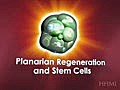 Planarian Regeneration PT1