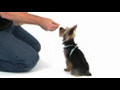How to teach a puppy to sit