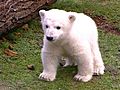 Beloved Polar Bear Knut Dies