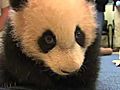 Panda Cub Milestones