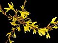 Time-lapse Of Opening Forsythia Flowers Isolated On Black 2a Stock Footage