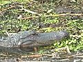 Gator 1 Stock Footage