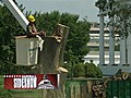 Reagan tree cut down near White House