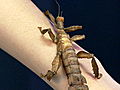 Animals: Giant Prickly Stick Insect