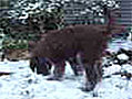 iWitness:  Puppy’s first snow