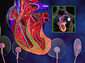 The Effects of Atrial Fibrillation