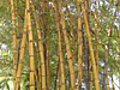 Eliminating Bamboo