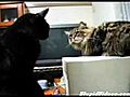 Cats Argue Over Printer