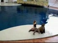Le phoque danseur