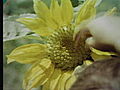 Sunflower Growing