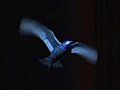 USTV- The Bionic Beak: Winged robots take flight