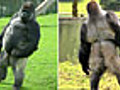 Video Smash: Gorilla Ambam Walks Like A Man