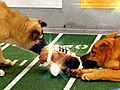 Puppy Bowl VII: Pregame Show