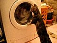 Cat Tries to Understand Washing Machine