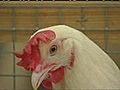 Chickens 'can feel empathy'