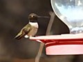 Hummingbird Feeding - Canon 5D Mark II HD Video Using 600mm Lens