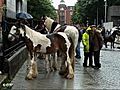 Ireland: Abandoned Horses on the Emerald Isle