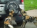 Wild dogs attack SUV