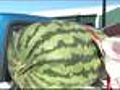 What Does A 100 Pounds Watermelon Look Like? Huge!