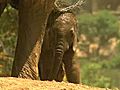 Baby Elephant Born May 12