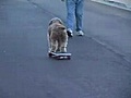 Cassie-the OTHER Skateboarding Dog