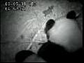 Panda birth captured on video