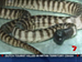 Python theft