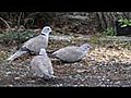 Petits oiseaux de nos jardins