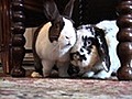 How to Rabbit-Proof Your Home