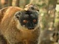 Lemurs for lunch causes eco woes