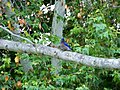 Western Bluebird