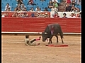 Un enfant torero trébuche devant un taureau de 400 kg